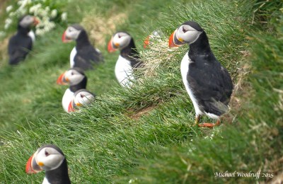 Atlantic Puffin (Fratercula arctica) by Michael Woodruff