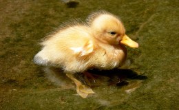 The Autobiography of a&nbsp;Duck