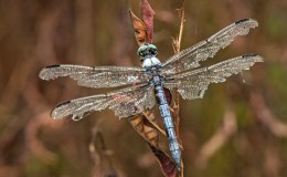 Tattered Survivor Bandaged