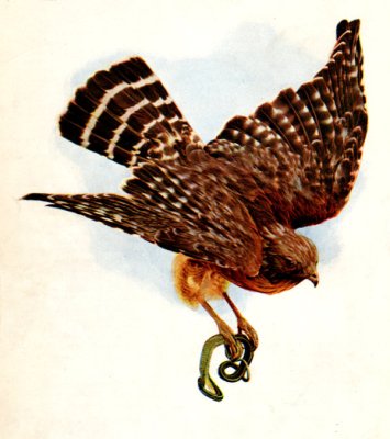 Bird of Prey - Birds and All Nature