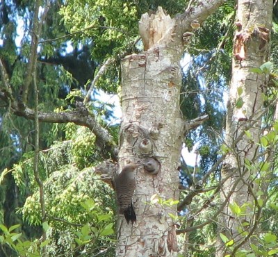 Northern Flicker feeding baby ©WikiC