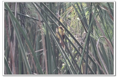 Papyrus Yellow Warbler (Calamonastides gracilirostris) ©©Flickr Ross Tsal