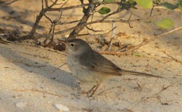 Sunday Inspiration – Reed&nbsp;Warblers