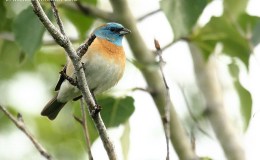 Birds of the Bible – Lazuli&nbsp;Birds