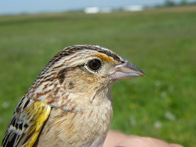 Grasshopper Sparrow (Ammodramus savannarum) ©WikiC