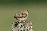 Grasshopper Sparrow (Ammodramus savannarum) ©WikiC