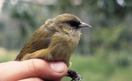 The Newest I.O.C. World Bird List – Ver. 5.3 Finished&nbsp;Finally