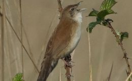 Sunday Inspiration – Grassbirds And&nbsp;Allies