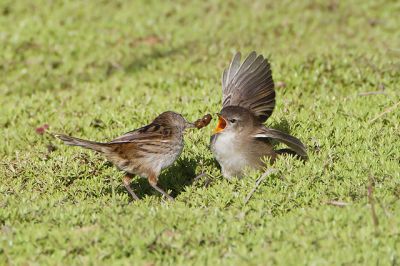Little Grassbird (Megalurus gramineus) Adult Feeding Juvenile©WikiC