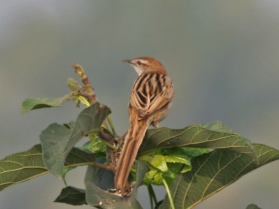 Striated Grassbird (Megalurus palustris) ©WikiC
