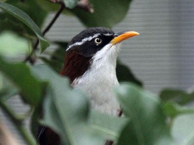 Chestnut-backed Scimitar Babbler (Pomatorhinus montanus) ©WikiC
