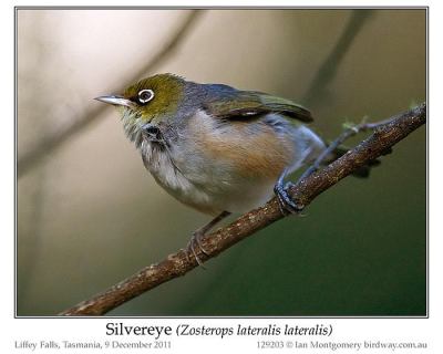 Silvereye (Zosterops lateralis) by Ian