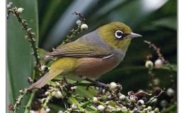 Ian’s Bird of the Week –&nbsp;Silvereye
