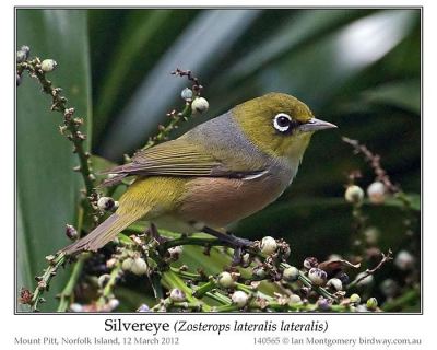Silvereye (Zosterops lateralis) by Ian