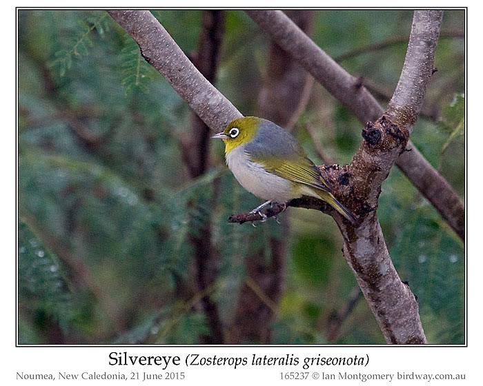 Silvereye (Zosterops lateralis) by Ian