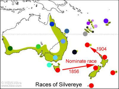 Silvereye (Zosterops lateralis) by Ian Map