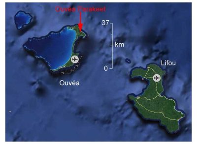 Map of where Ouvéa Parakeet Found, by Ian