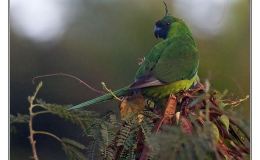 Ian’s Bird of the Week – Ouvéa&nbsp;Parakeet