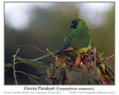 Ouvéa Parakeet (Eunymphicus uvaeensis) by Ian