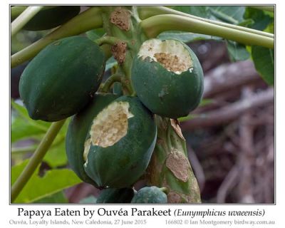Papaya