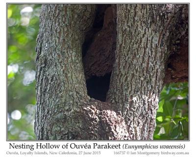 Ouvéa Parakeet (Eunymphicus uvaeensis) Nesting Hollow by Ian