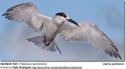 Sandwich Tern (Thalasseus sandvicensis) ©Rafy Rodriguez