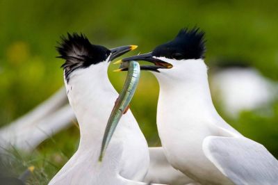 Sandwich Tern ©Jürgen Reich