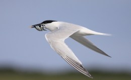 Birdwatching on Danish Zealand:  Remembering a Sandwich Tern, at Hamlet’s&nbsp;Castle