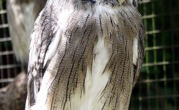 White-faced Owl –&nbsp;Transformer