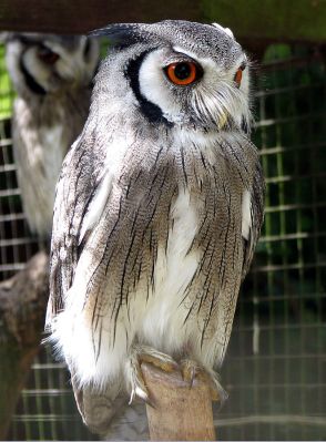 Northern White-faced Owl (Ptilopsis leucotis) ©PD