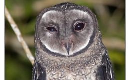 Ian’s Bird of the Week – Lesser Sooty&nbsp;Owl