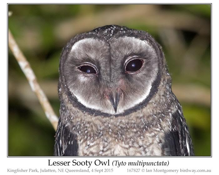 Lesser Sooty Owl (Tyto multipunctata) by Ian