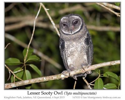 Lesser Sooty Owl (Tyto multipunctata) by Ian