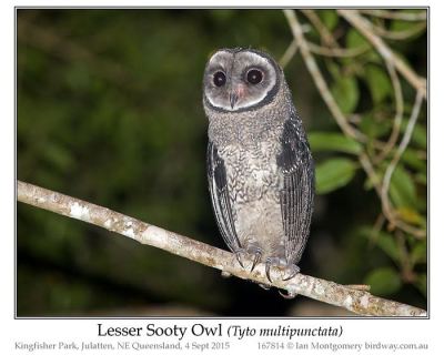 Lesser Sooty Owl (Tyto multipunctata) by Ian