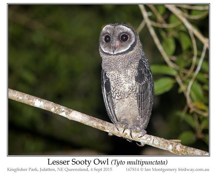 Lesser Sooty Owl (Tyto multipunctata) by Ian