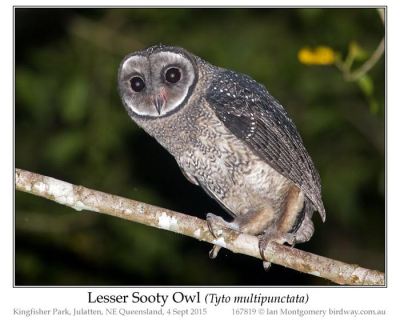 Lesser Sooty Owl (Tyto multipunctata) by Ian