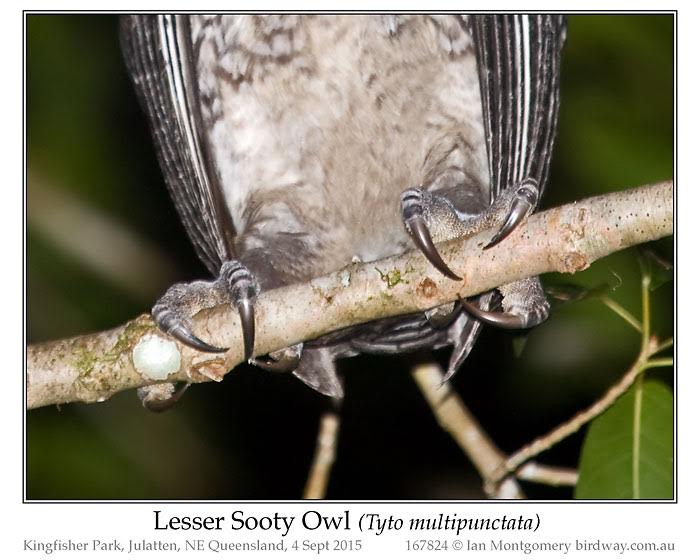 Lesser Sooty Owl (Tyto multipunctata) by Ian