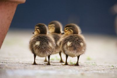 Three Ducklings ©WikiC