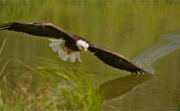 Scripture Alphabet of Animals: The&nbsp;Eagle