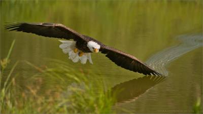 Bald Eagle (Haliaeetus leucocephalus) by Ray Barlow