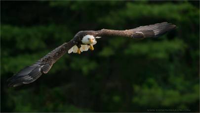 Bald Eagle (Haliaeetus leucocephalus) by Ray Barlow
