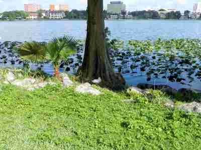 Aflac Momma Duck at Lake Morton by Lee
