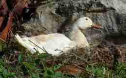 Birdwatching at Lake Morton&nbsp;Finally
