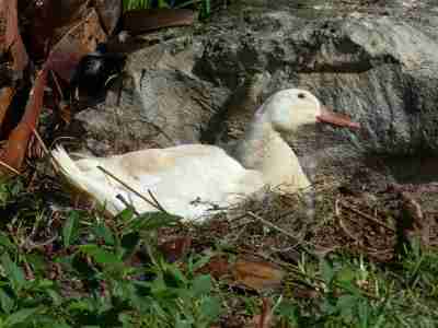 Momma Duck at Lake Morton by Lee Close-up