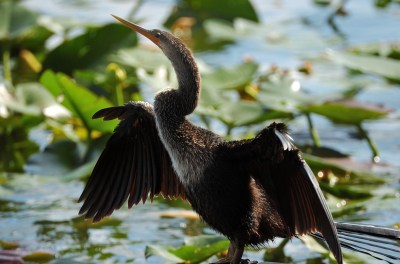 Anhinga Drying at Lake Morton by Dan