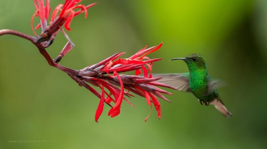 Coppery-headed Emerald ©Raymond Barlow
