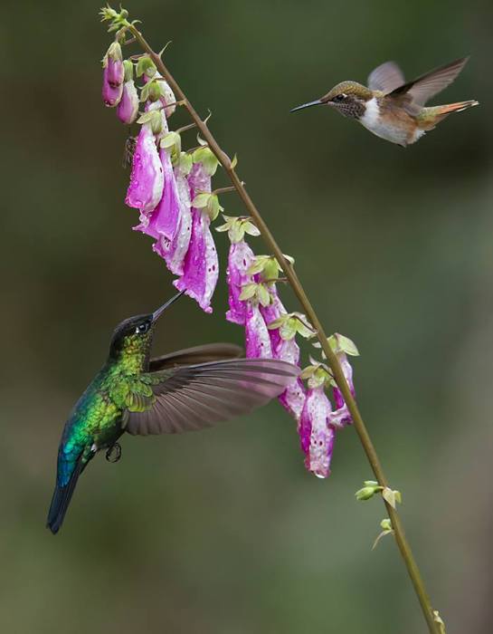 Firey-throated and Volcano Hummingbird ©Raymond Barlow
