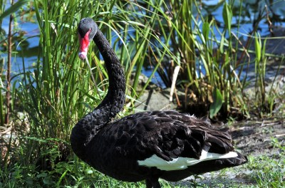 Black Swan by Dan at Morton