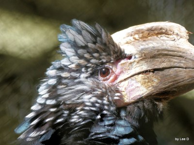 Silvery-cheeked Hornbill (Bycanistes brevis) Parrot Mtn