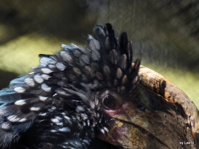 Silvery-cheeked Hornbill (Bycanistes brevis) Parrot Mtn by Lee